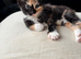 4 gorgeous kittens available now