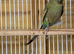 Black face budgies