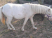 Welsh mountain pony ( section A) yearling filly