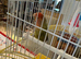 Love bird