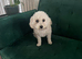 Female Poochon