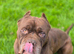North American mastiff