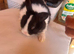 Mini lop