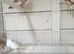 Zebra finches