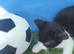 World Cup Special BSH x