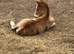 Walsh d x Clydesdale filly for sale