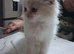GCCF registered Ragdoll kittens