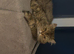 2 gorgeous Persian kittens