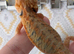Baby bearded dragons citrus coming though lovely on them