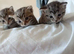 Wonderful kittens