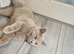 Beautiful lilac british-shorthair girl