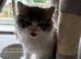 Adorable Persian Kitten