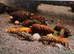 L519 / Rio itensez (Honeycomb) pleco
