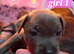 3 Beautiful blue staffie puppies for sale x1boy x2 girls