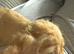 9 week old cocker spaniel£500 female