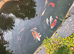 Koi fish for sale