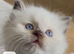 Tica registered Ragdoll kitten ready now
