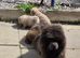 *READY*CHOW CHOW PUPPIES ONLY 3 LEFT BARGAIN