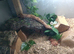 2 year old beautiful snake