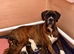 KC Boxer Puppies **READY NOW **