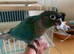 Hand reared Baby conure
