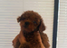 Asian poodle micro size puppies