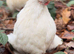 White Pekin Bantam Hatching Eggs &ndash; Small Friendly Chickens &ndash; Pure Colour