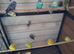 Young budgies 2026 hatched
