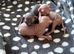 *REDUCED* Stunning pink Sphynx boy available