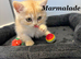Beautiful exotic Persian Kittens
