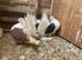 Saddled fantails