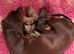 Stunning Miniature Dachunds