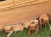 Beautiful cavapoo