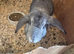 Stunning French Lop Litter