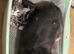 KC Registered Dog Looking for a Loving Forever Home