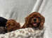 Cavalier King Charles
