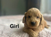 Gorgeous puppies ready end of June
