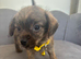 READY NOW Chipoo Pups