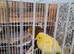Several Canaries left