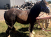 Yearling Bay Filly