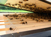 6 Frame Overwintered National Nuc of Bees Available Spring 2027