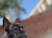 Frenchbulldog X boston terrier boy