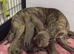 Beautiful blue/fawn brindle pups for sale