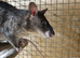 Pair of Gambian pouched rats