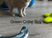 Tica Reg - Ready Now - Lilac British Shorthair Boy