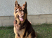 KC Registered Liver & tan stud