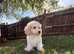 Handsome labradoodle fully dNA health tested