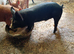 Weaners