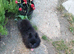 Ozzie 6 month old House trained black Pomeranian boy ready to leave