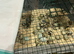 Jumbo quail fertile eggs
